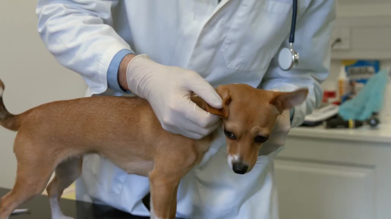 Vet examining little dog in his office