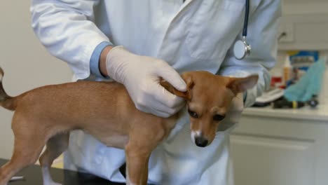 veterinario examinando a un perro pequeño en su oficina