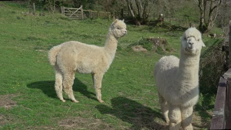alpacas pastando en un campo verde en cornualles, reino unido