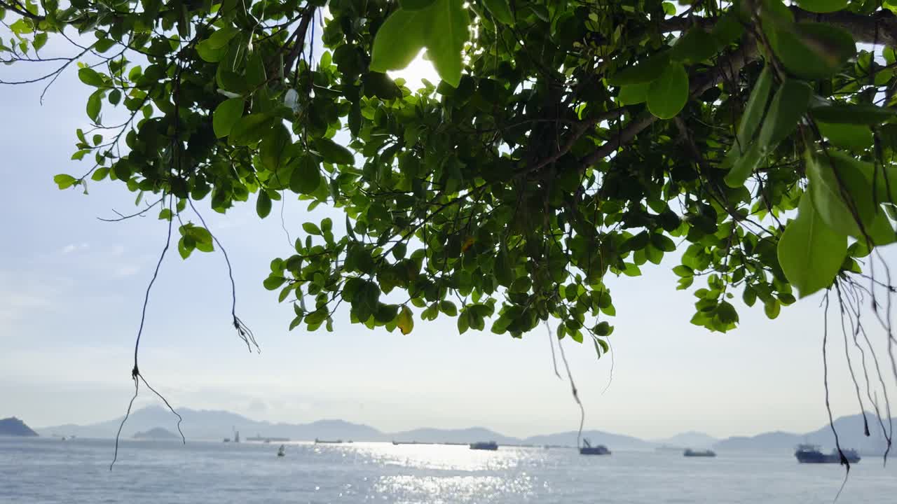 Footage of the ocean viewed through tree branches, capturing the tranquil sea, natural framing, and coastal landscape. Perfect for nature, travel, and serene outdoor scenes