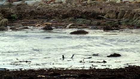 Strand-Nach-Massivem-Küstensturm-Mit-Treibholz-Und-Trümmern-übersät