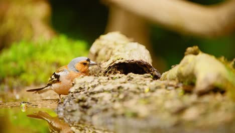 Gewöhnlicher-Eurasischer-Buchfink-In-Friesland,-Niederlande-Pickt-Mit-Spiegelung-Der-Schwanzfedern-An-Einem-Gebrochenen-Baumstamm-Am-Wasser