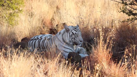 Stunning-white-Bengal-Tiger-rests-in-rare-savanna-shade-on-hot-day