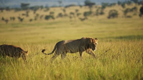 slow motion shot of beautiful lion prowling through the grassland in the evening sun sunset, african wildlife in maasai mara national reserve, kenya big 5, africa tourism to see safari animals
