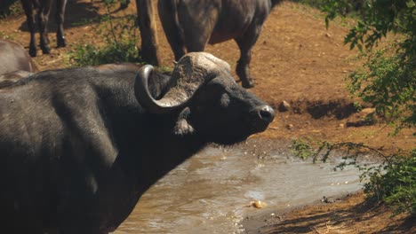 african buffalo herd bathing in a muddy watering hole under the hot sun