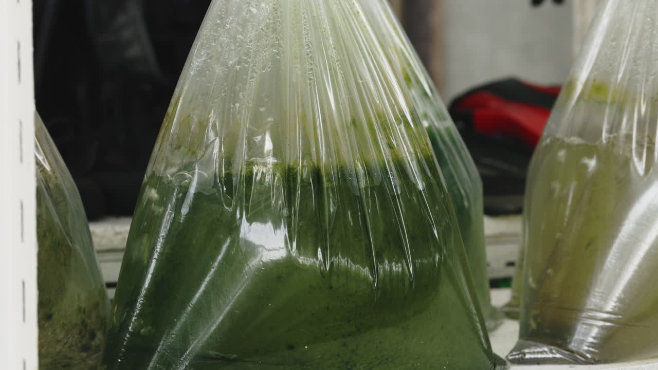 Bags of Green Liquid, Possibly Algae or Fish Food