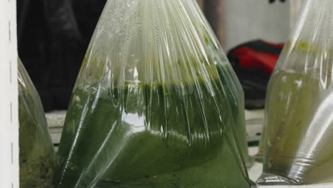 bags of green liquid, possibly algae or fish food