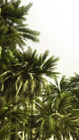 lush palm trees sway gently under the clear skies of a tropical paradise