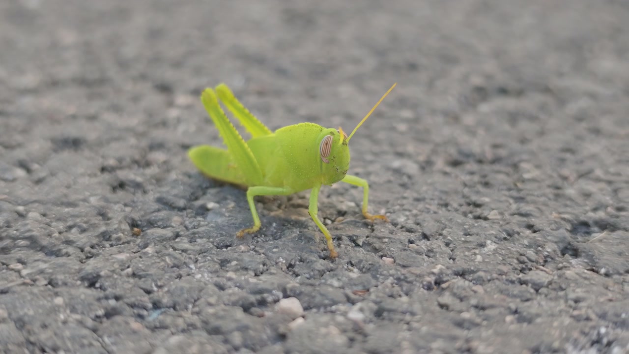 Primo piano di una cavalletta verde che riposa su asfalto grigio ruvido, Costa Azzurra, Francia.