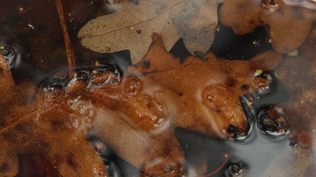 Dead brown Oak leaves in puddle. Autumn. UK