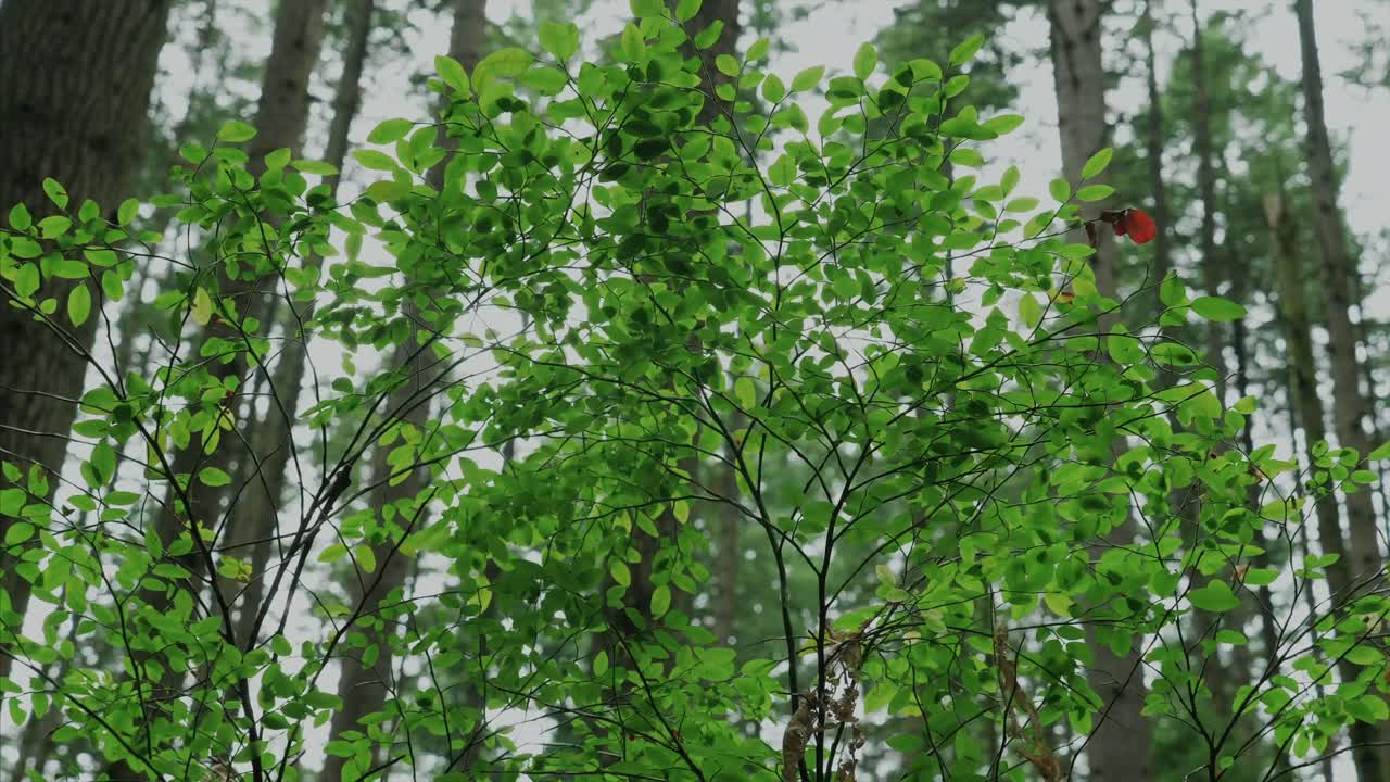 밴쿠버 브리티시 컬럼비아 숲