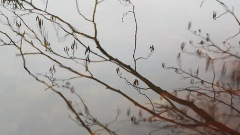 reflection of bare, winter branches in rippling surface of water