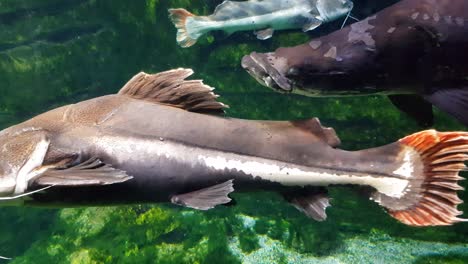 bagre de cola roja y arapaima nadando muy cerca de la cámara