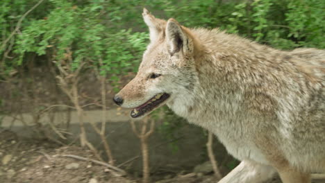 Seitenansicht-Eines-Kojotewolfs,-Der-Im-Zoo-Spazieren-Geht