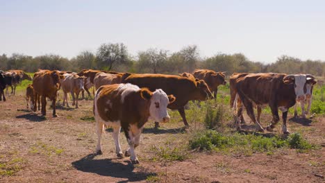 rebaño de vacas caminando a través de un campo de granja seca