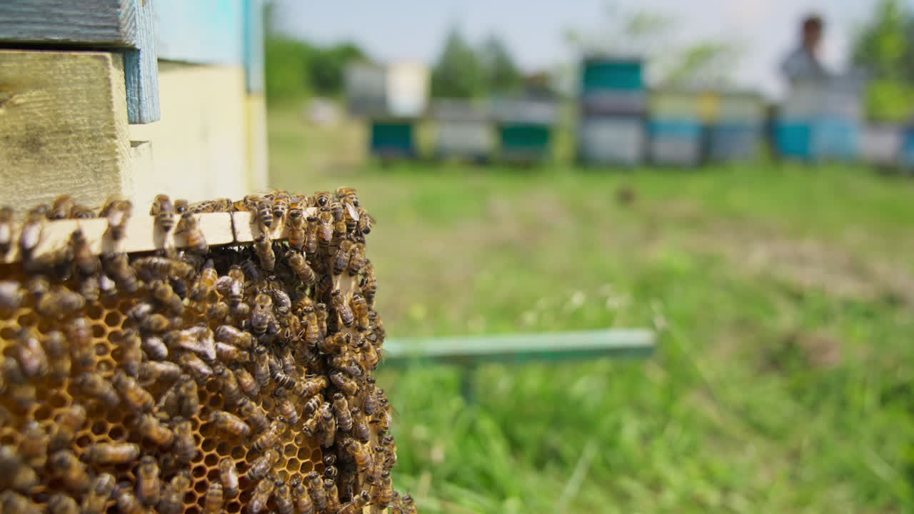 Busy working bees crawling over the frame. Honey cells filled with honey but not sealed yet. Bee hives in blur at the background. Close up.