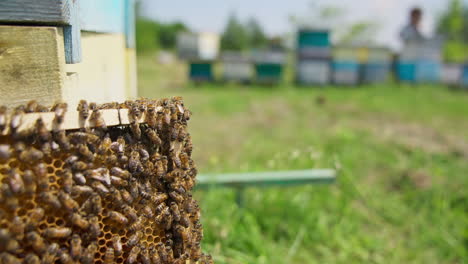 Busy working bees crawling over the frame. Honey cells filled with honey but not sealed yet. Bee hives in blur at the background. Close up.