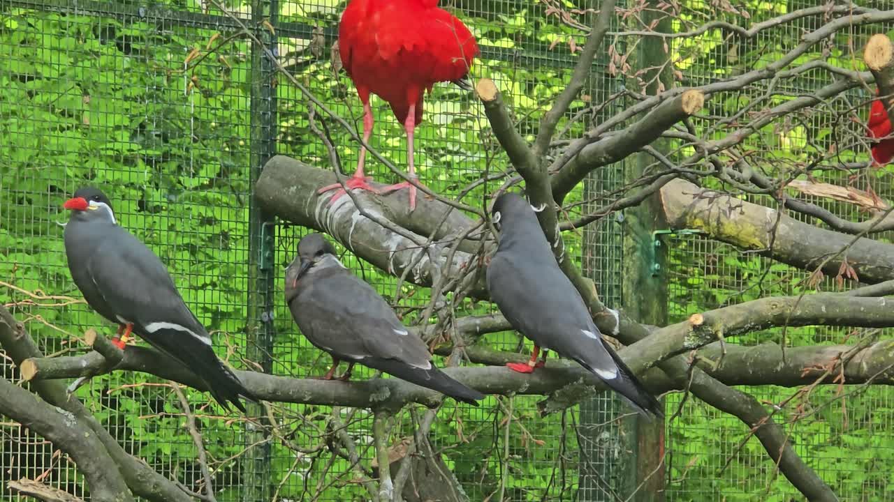 Close-up of the Inca Tern (Larosterna inca)