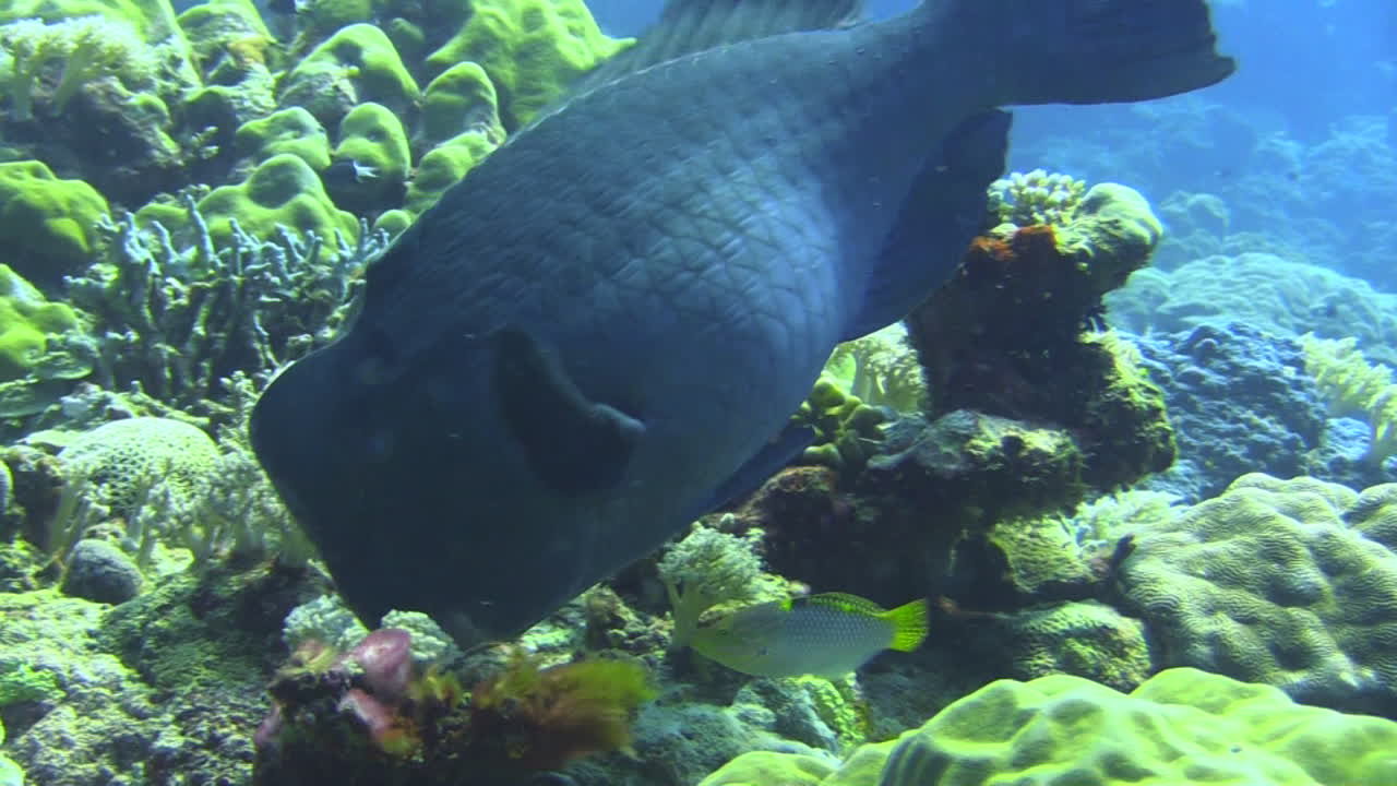Pesce pappagallo gobbo che si nutre di barriera corallina usando la bocca a becco per staccare pezzi di corallo