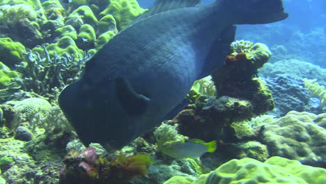 bumphead parrotfish feeding on coral reef using beak-like mouth to break out pieces of coral