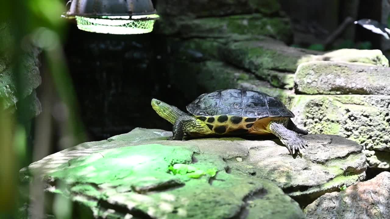 A Red-eared aquatic turtles at the indoor rainforest in Dubai, United Arab Emirates