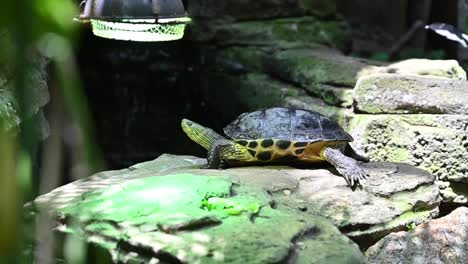 una tortuga acuática de orejas rojas en el bosque tropical interior de dubai, emiratos árabes unidos