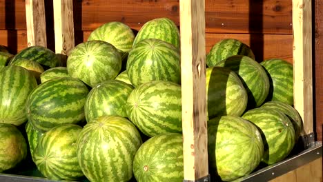 heap of green watermelon in 4k