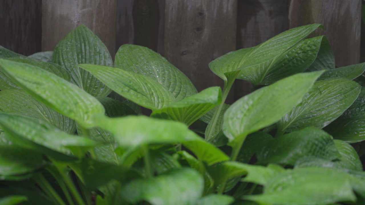 Lush green hosta leaves gently sway in a calm outdoor setting