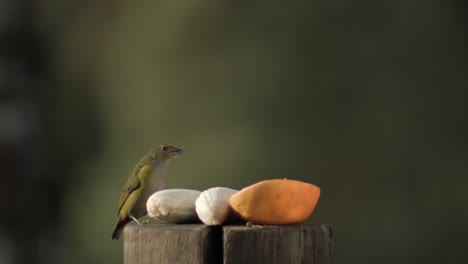 Domestic-Canary-Bird-Eating-Fruits-Outdoor-In-Shallow-Depth-Of-Field