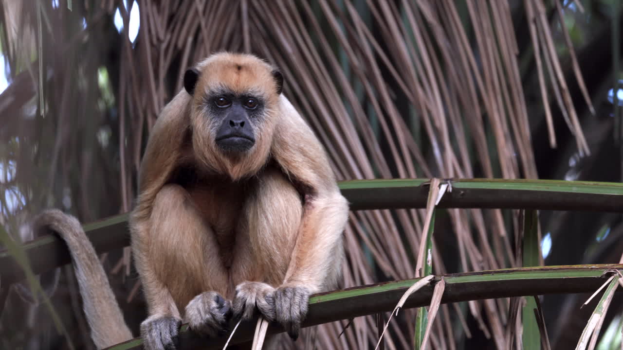 wild female Black howler monkey resting on tropical jungle rainforest palm frond