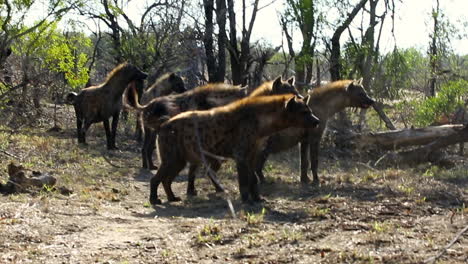 Manada-De-Hienas-Retirándose-De-Los-Leones