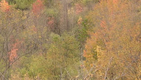 Die-Leuchtenden-Farben-Des-Herbstlaubs-Bemalen-Die-Baumwipfel,-Während-Darüber-Anmutige-Vögel-Durch-Den-Himmel-Fliegen