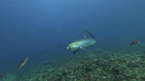 thresher shark swimming over coral reef in slow motion in malapascua island, the philippines