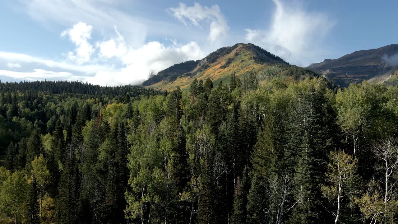 los álamos se vuelven amarillos en otoño en las laderas de alta montaña en utah - sobrevuelo ascendente de empuje aéreo