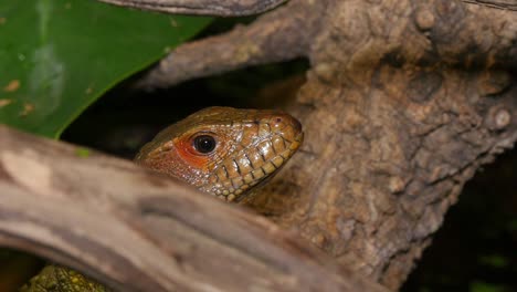 reptile face and black tongue closeup