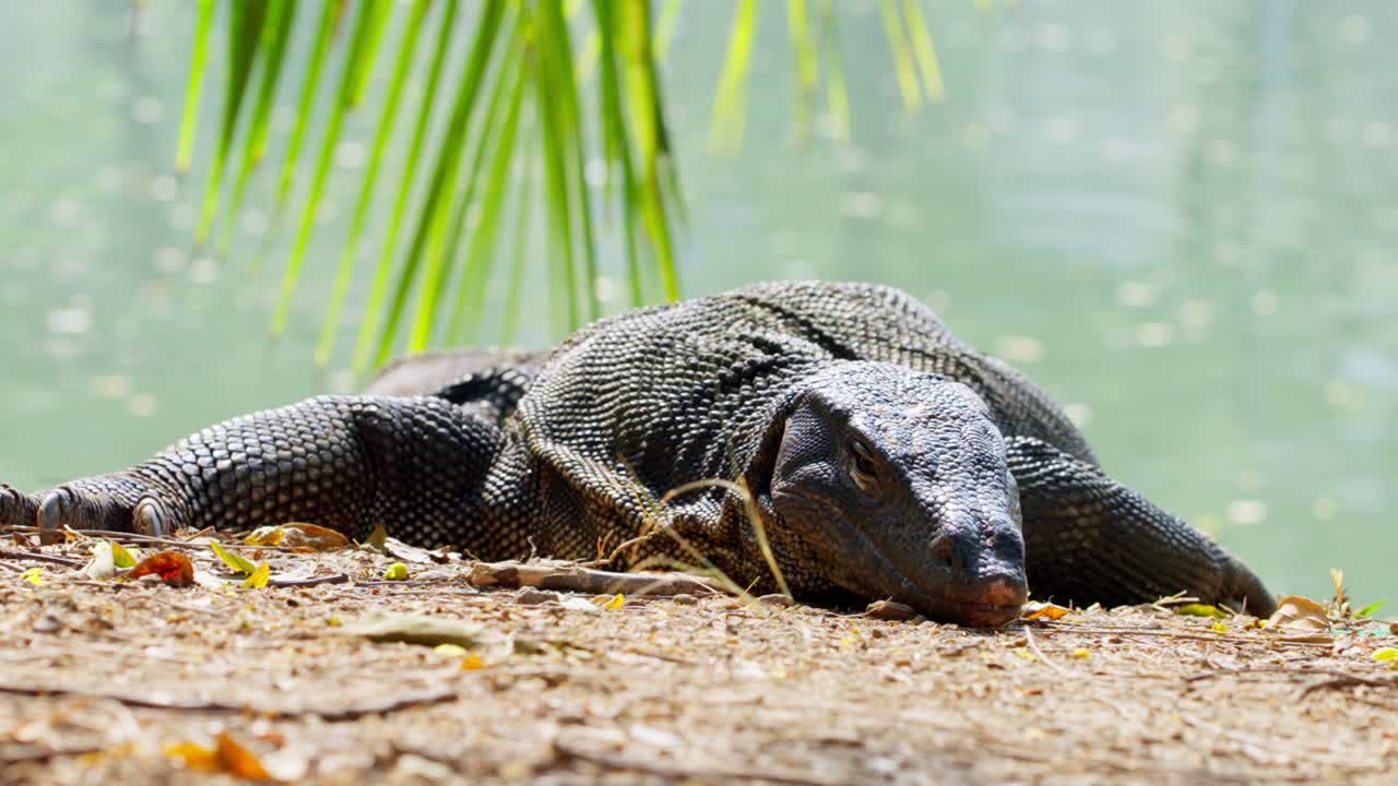 Urban wildlife: Monitor lizard resting by water, calm and peaceful wildlife moment