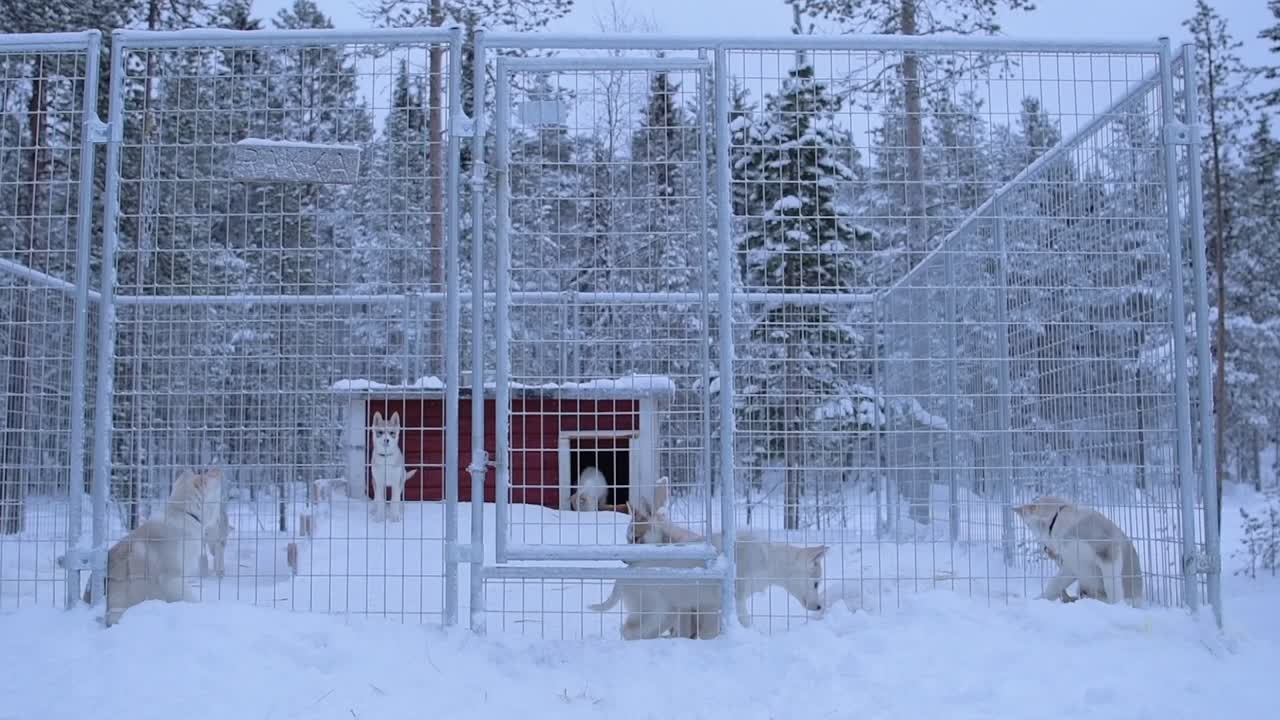 Dogs in a Snowy Kennel