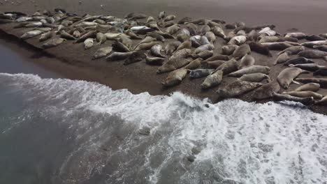 Toma-Aérea-De-Focas-Tomando-El-Sol-En-La-Playa-Con-Olas