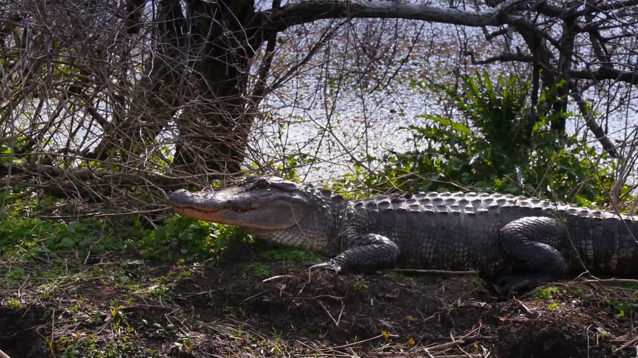 The new habitat of a wildlife crocodile