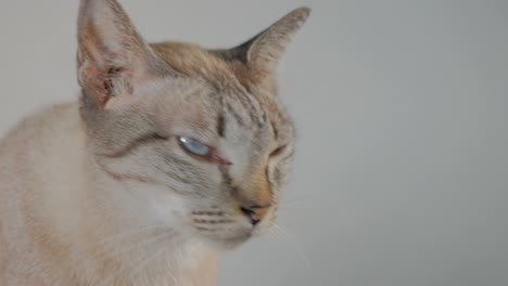 gato de pelo corto con síntoma de anisocoria, un tamaño desigual de la pupila