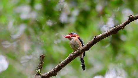 un martín pescador de árboles y una de las aves más hermosas que se encuentran en tailandia dentro de las selvas tropicales