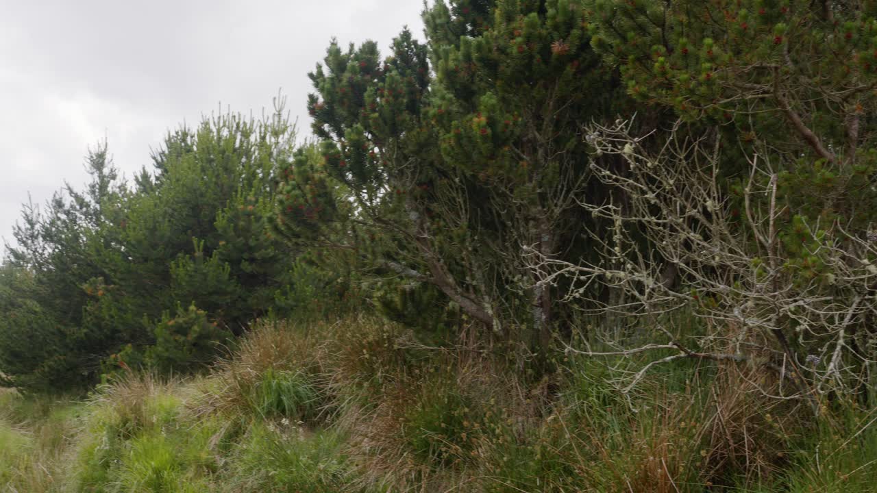 Shot of a mossy pine tree on a conifer on the Outer Hebrides of Scotland