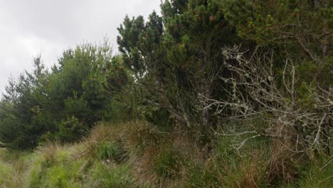 shot of a mossy pine tree on a conifer on the outer hebrides of scotland