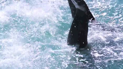 delfines 312