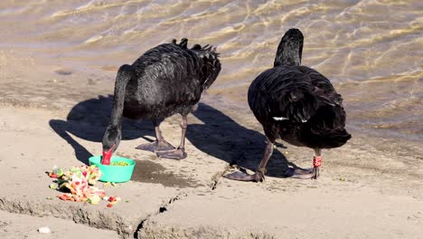 two black swans eating food near water