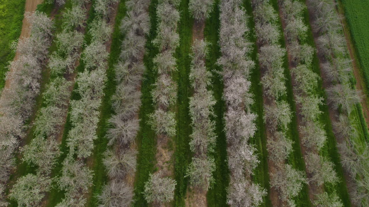 vista de arriba hacia abajo para inclinarse hacia arriba de un campo de almendras en flor, al lado de campos verdes, a todo alrededor hay campos verdes
