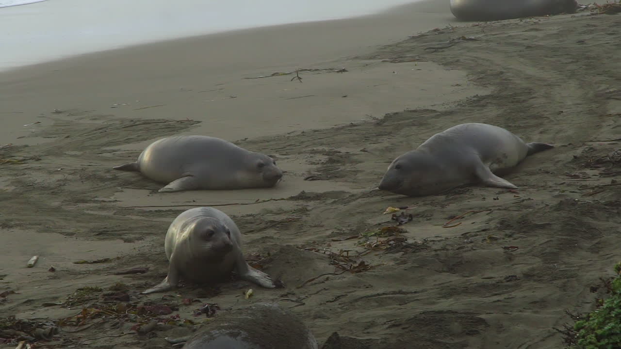 Elephant seals resting on the sandy beach along California’s Highway 1, near the ocean. Some seals are lying still, while others are positioned closer to the water. Seaweed is scattered around them.