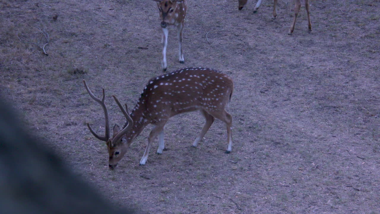 Axis buck feeding on a road