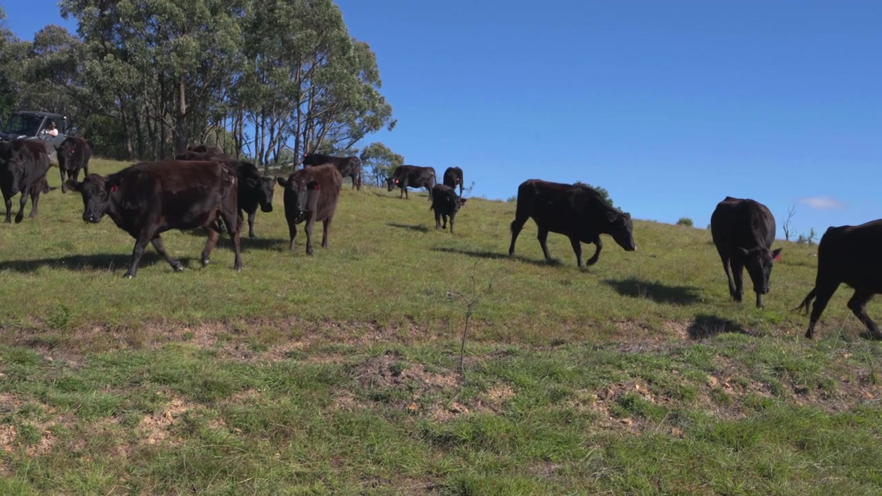 Ripresa con gimbal in movimento di una mandria di bovini neri al pascolo su un verde pendio sotto un cielo azzurro limpido nelle Southern Highlands del Nuovo Galles del Sud, Australia.