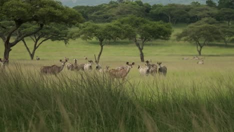 kudu and zebra grazing together